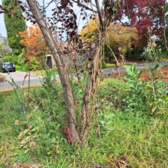 Prunus cerasifera at Hackett, ACT - 28 Apr 2024