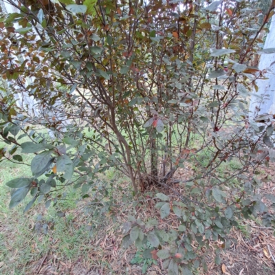 Prunus cerasifera (Cherry Plum) at Hackett, ACT - 28 Apr 2024 by abread111