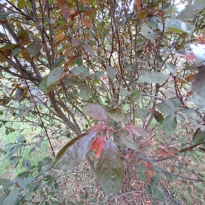 Prunus cerasifera at Hackett, ACT - 28 Apr 2024