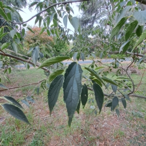 Celtis australis at Hackett, ACT - 28 Apr 2024 01:54 PM