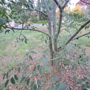 Celtis australis at Hackett, ACT - 28 Apr 2024 01:54 PM