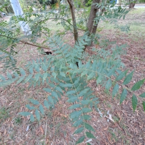 Fraxinus angustifolia subsp. angustifolia at Hackett, ACT - 28 Apr 2024 01:53 PM