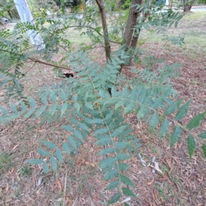 Fraxinus angustifolia subsp. angustifolia at Hackett, ACT by abread111