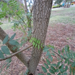 Fraxinus angustifolia subsp. angustifolia at Hackett, ACT - 28 Apr 2024 01:53 PM