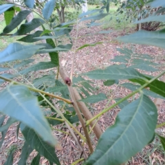 Fraxinus angustifolia subsp. angustifolia at Hackett, ACT - 28 Apr 2024