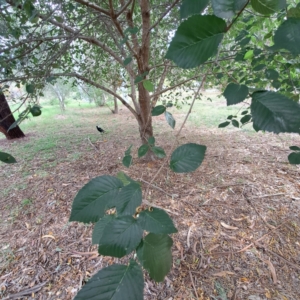 Ulmus procera at Hackett, ACT - 28 Apr 2024