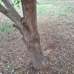 Ulmus procera at Hackett, ACT - 28 Apr 2024