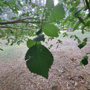 Ulmus procera at Hackett, ACT - 28 Apr 2024