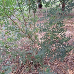 Fraxinus angustifolia subsp. angustifolia at Hackett, ACT - 28 Apr 2024