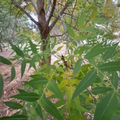 Fraxinus angustifolia subsp. angustifolia at Hackett, ACT - 28 Apr 2024 01:49 PM