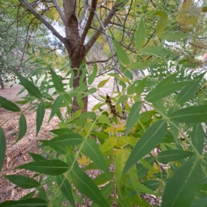 Fraxinus angustifolia subsp. angustifolia at Hackett, ACT - 28 Apr 2024 01:49 PM