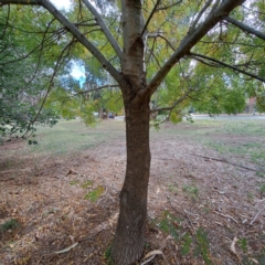 Fraxinus angustifolia subsp. angustifolia at Hackett, ACT - 28 Apr 2024