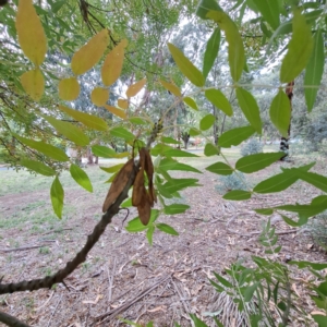 Fraxinus angustifolia subsp. angustifolia at Hackett, ACT - 28 Apr 2024