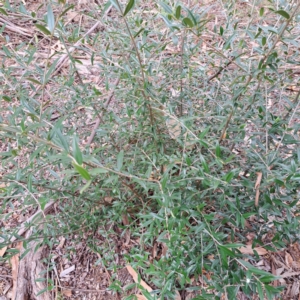 Olea europaea subsp. cuspidata at Hackett, ACT - 28 Apr 2024