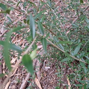 Olea europaea subsp. cuspidata at Hackett, ACT - 28 Apr 2024 01:46 PM