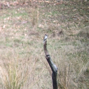 Microeca fascinans at Mount Adrah, NSW - suppressed