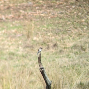 Microeca fascinans at Mount Adrah, NSW - suppressed