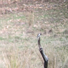 Microeca fascinans at Mount Adrah, NSW - suppressed