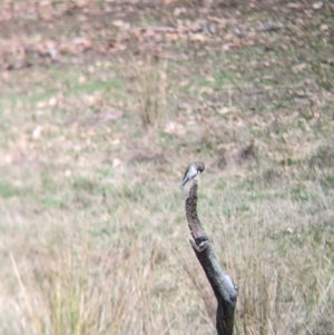 Microeca fascinans at Mount Adrah, NSW - suppressed