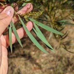 Acacia rubida (Red-stemmed Wattle, Red-leaved Wattle) at Mount Adrah, NSW - 12 Apr 2024 by Darcy