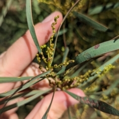 Acacia rubida at Mount Adrah, NSW - 12 Apr 2024