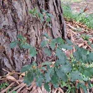 Quercus robur at Watson, ACT - 28 Apr 2024