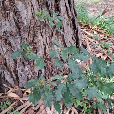 Quercus robur (English Oak) at Watson, ACT - 28 Apr 2024 by abread111