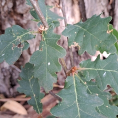 Quercus robur at Watson, ACT - 28 Apr 2024