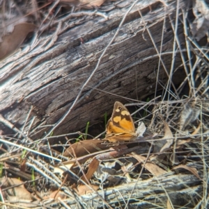 Heteronympha merope (Common Brown Butterfly) at Tarcutta, NSW by Darcy