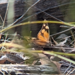 Heteronympha merope at Tarcutta, NSW - 12 Apr 2024 01:51 PM