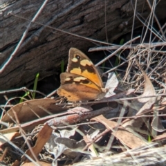 Heteronympha merope at Tarcutta, NSW - 12 Apr 2024 01:51 PM