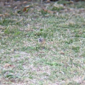 Acanthiza chrysorrhoa at Albury - 16 Apr 2024