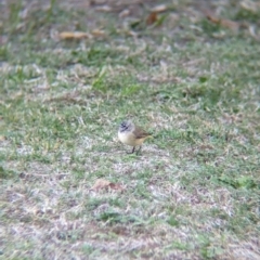 Acanthiza chrysorrhoa at Albury - suppressed