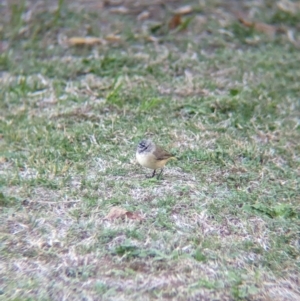 Acanthiza chrysorrhoa at Albury - 16 Apr 2024