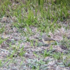 Acanthiza chrysorrhoa at Albury - suppressed