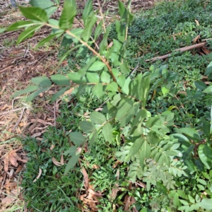 Fraxinus angustifolia subsp. angustifolia at Watson, ACT - 28 Apr 2024