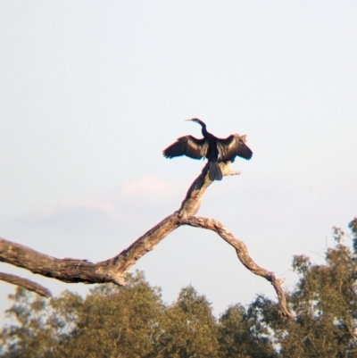 Anhinga novaehollandiae (Australasian Darter) at Wonga Wetlands - 16 Apr 2024 by Darcy