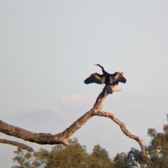 Anhinga novaehollandiae at Wonga Wetlands - 16 Apr 2024 04:49 PM