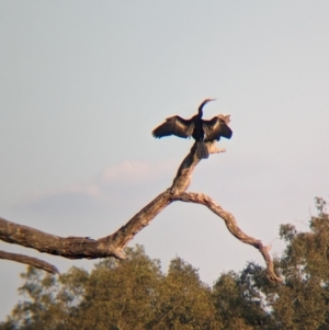 Anhinga novaehollandiae at Wonga Wetlands - 16 Apr 2024 04:49 PM