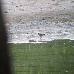 Charadrius melanops at Wonga Wetlands - 16 Apr 2024