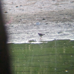 Charadrius melanops at Wonga Wetlands - 16 Apr 2024 05:31 PM