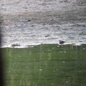 Charadrius melanops at Wonga Wetlands - 16 Apr 2024