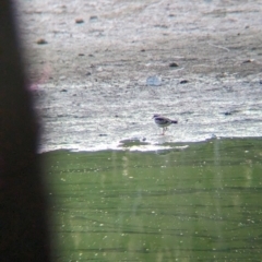 Charadrius melanops at Wonga Wetlands - 16 Apr 2024