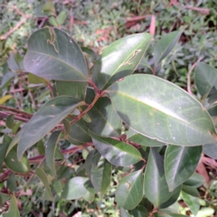 Photinia robusta (Red Leaf Photinia) at Watson, ACT - 28 Apr 2024 by abread111