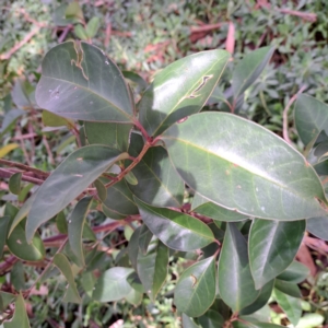 Photinia robusta at Watson, ACT by abread111