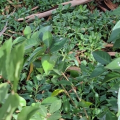 Photinia robusta at Watson, ACT - 28 Apr 2024