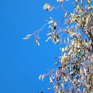 Artamus cyanopterus at Colac Colac, VIC - suppressed