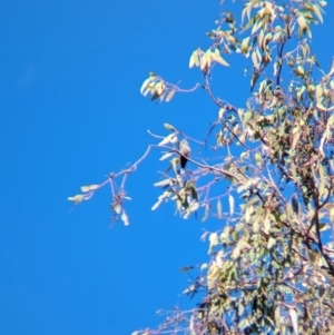 Artamus cyanopterus at Colac Colac, VIC - 20 Apr 2024