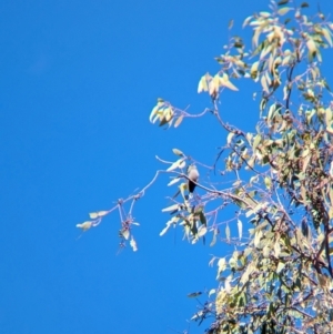 Artamus cyanopterus at Colac Colac, VIC - suppressed