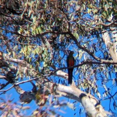 Alisterus scapularis (Australian King-Parrot) at Colac Colac, VIC - 20 Apr 2024 by Darcy